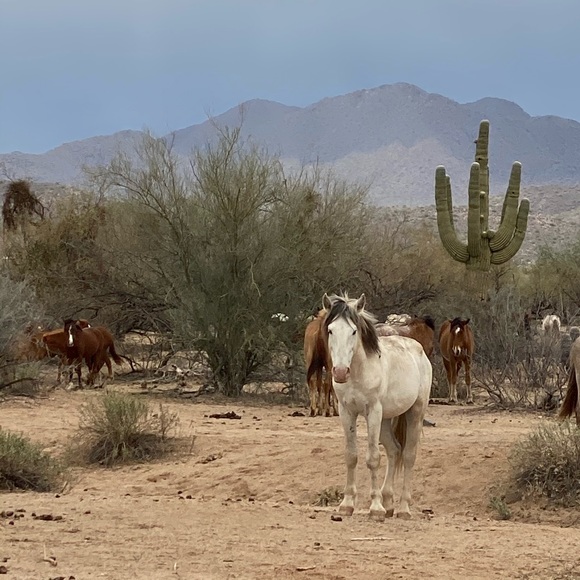 Meet your Posher, Ladonna - Picture 1 of 1